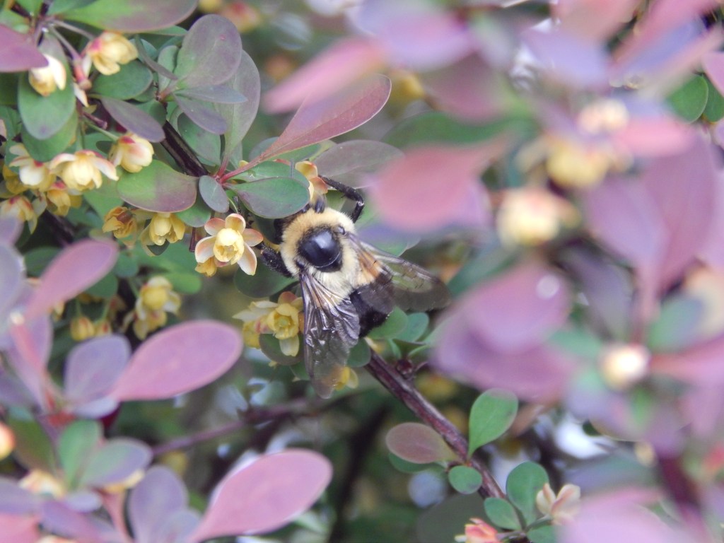 Buzzing in the&nbsp;Bloom