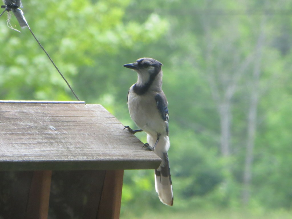Through My Kitchen&nbsp;Window