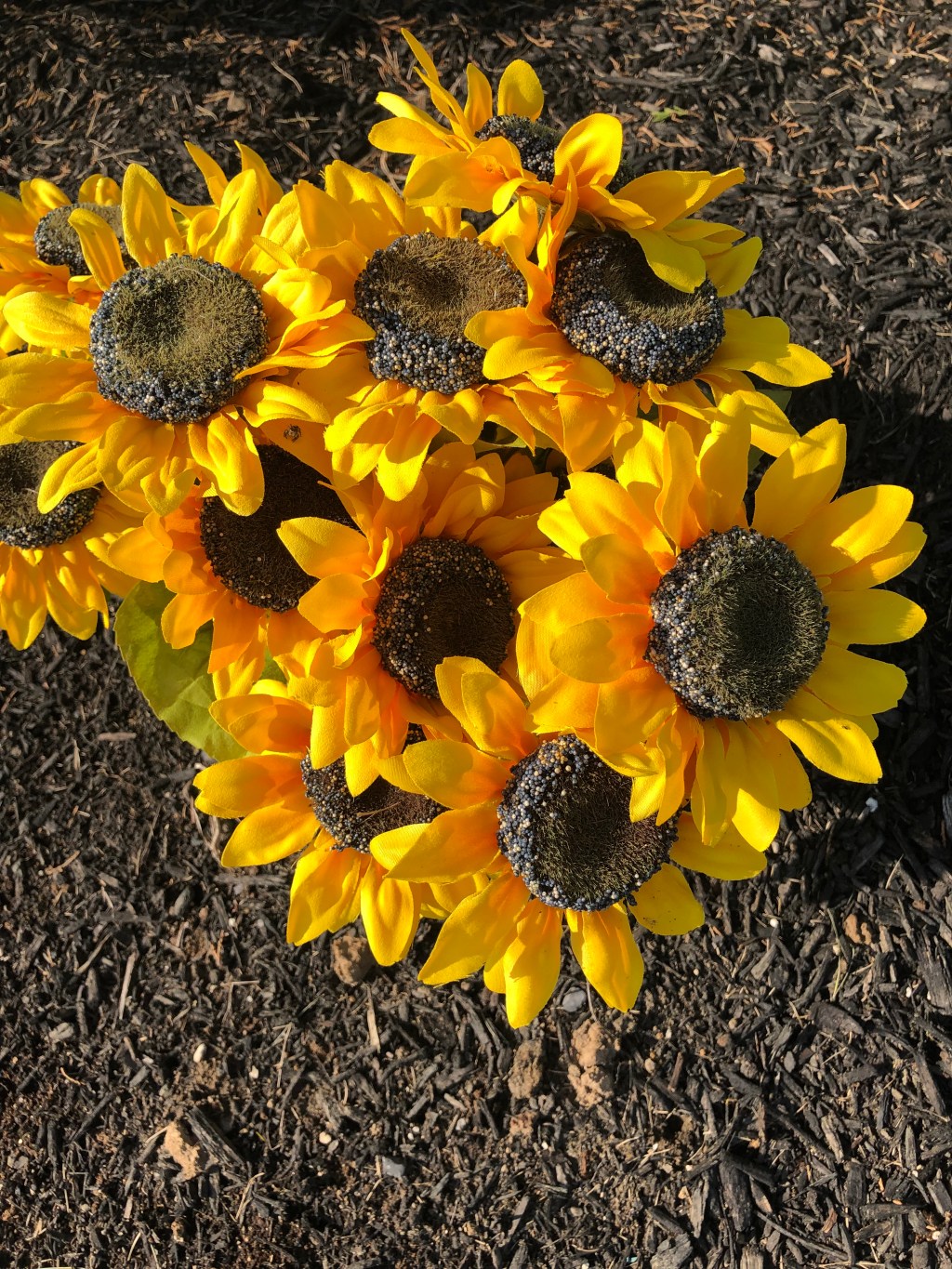 End of Summer Blooms at the&nbsp;Park🌻