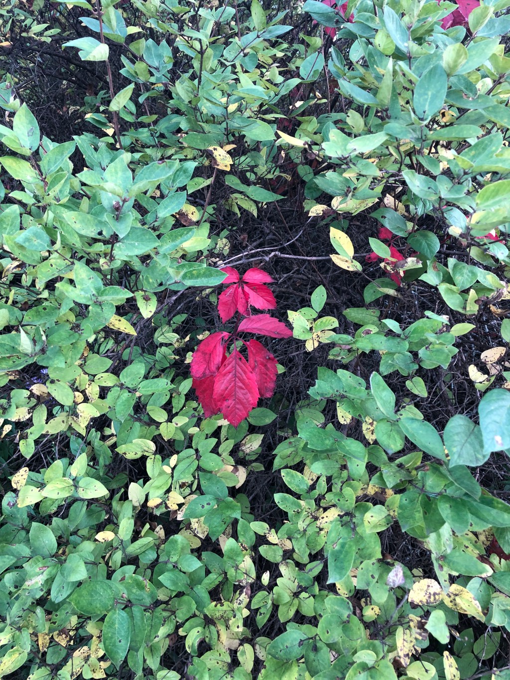 🍁Autumn Peeking Through🍁