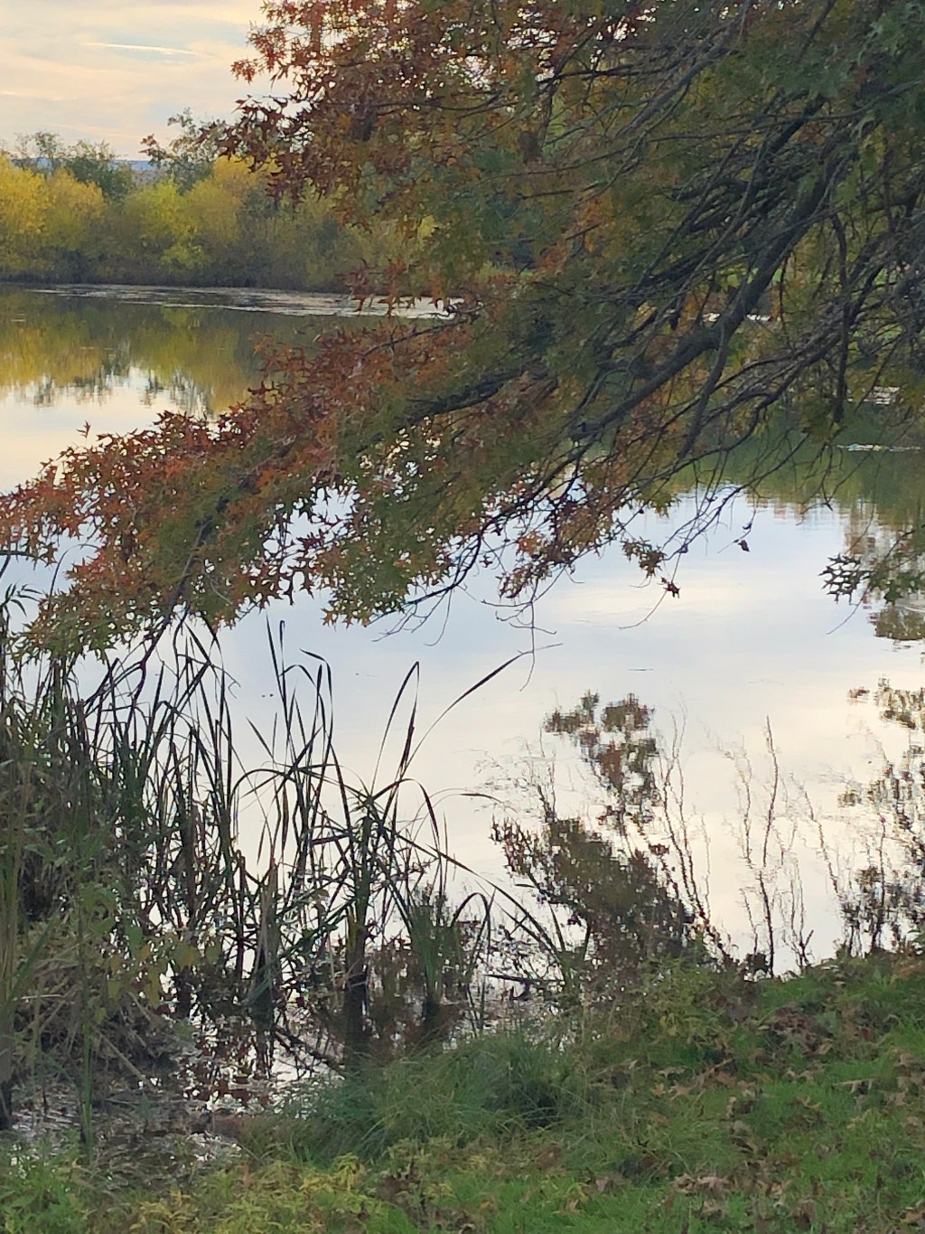 Silent Sunday-October Beauty