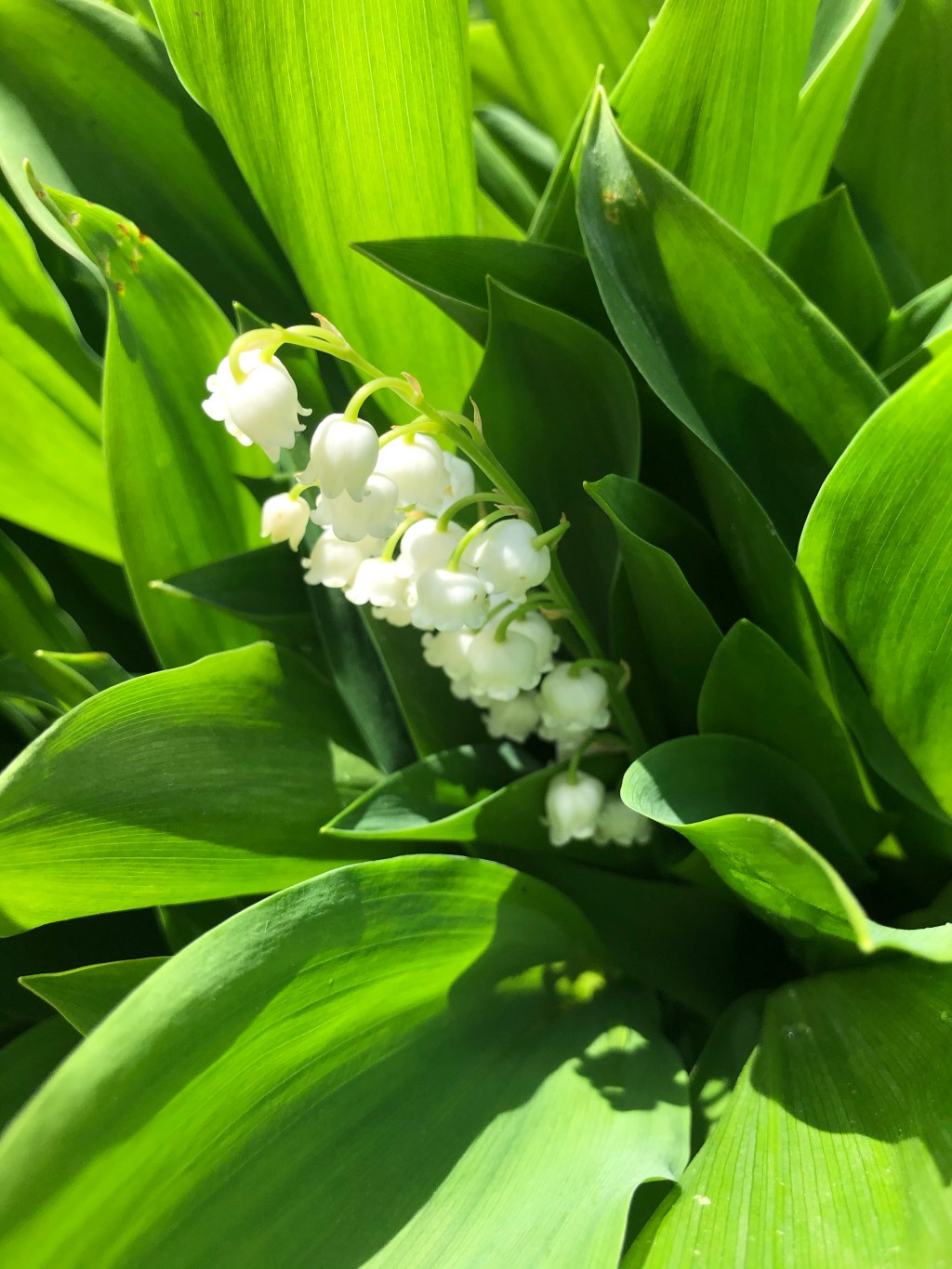 Lily of the&nbsp;Valley