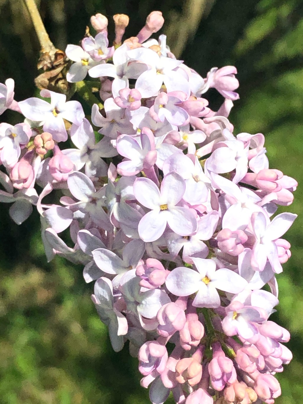 Lilacs