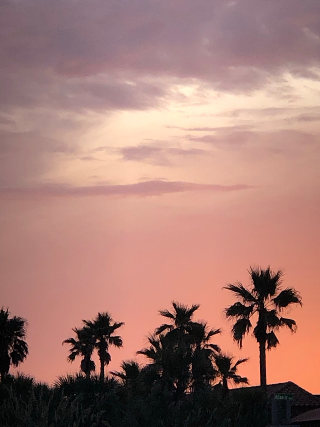 Palm Tree Sunset