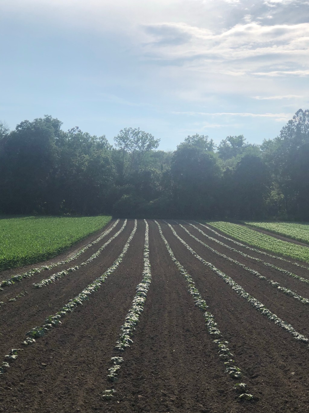 Monday Thought: Spurgeon