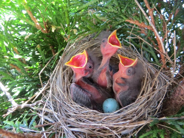 Baby Birds Hatching