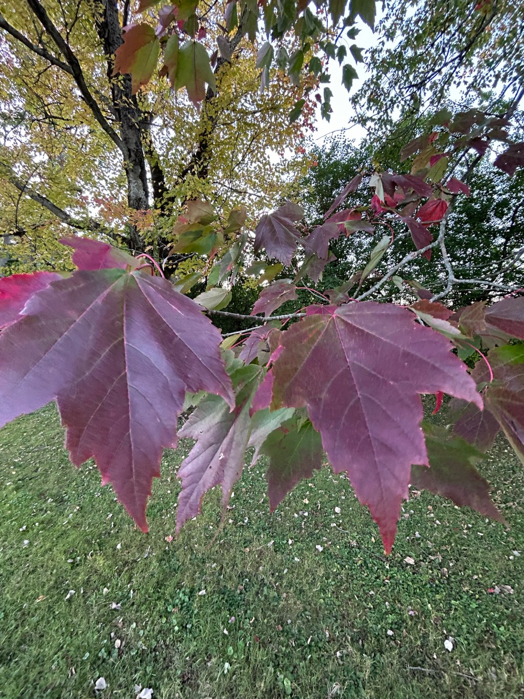 The Season of&nbsp;Gratitude