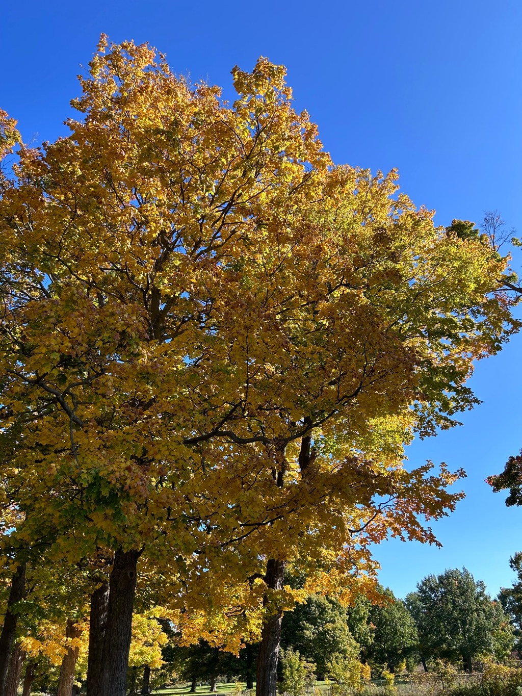 Thankful Thursday-Psalm