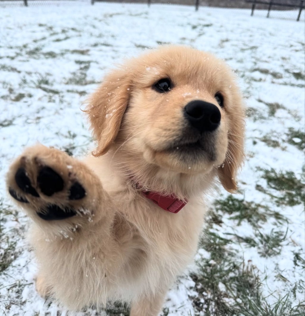Happy National Golden Retriever&nbsp;Day🐾