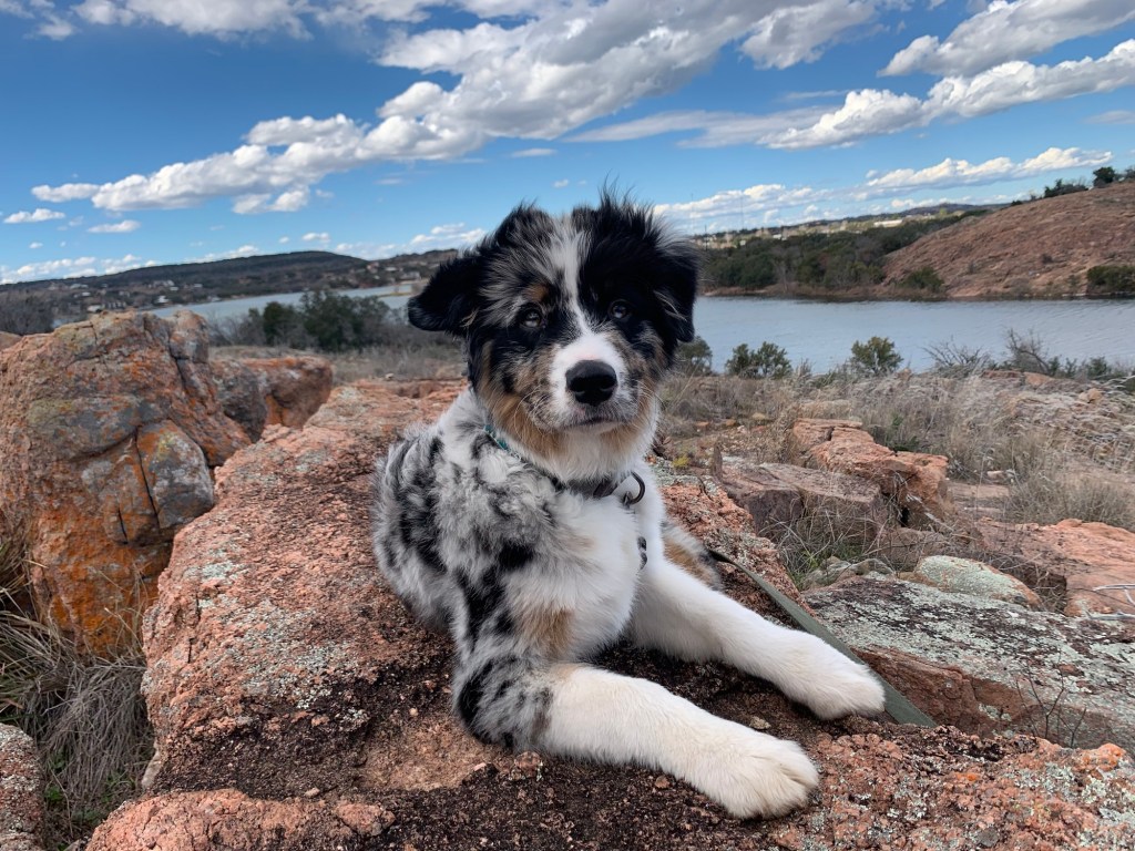 Maverick Update🐾🐾