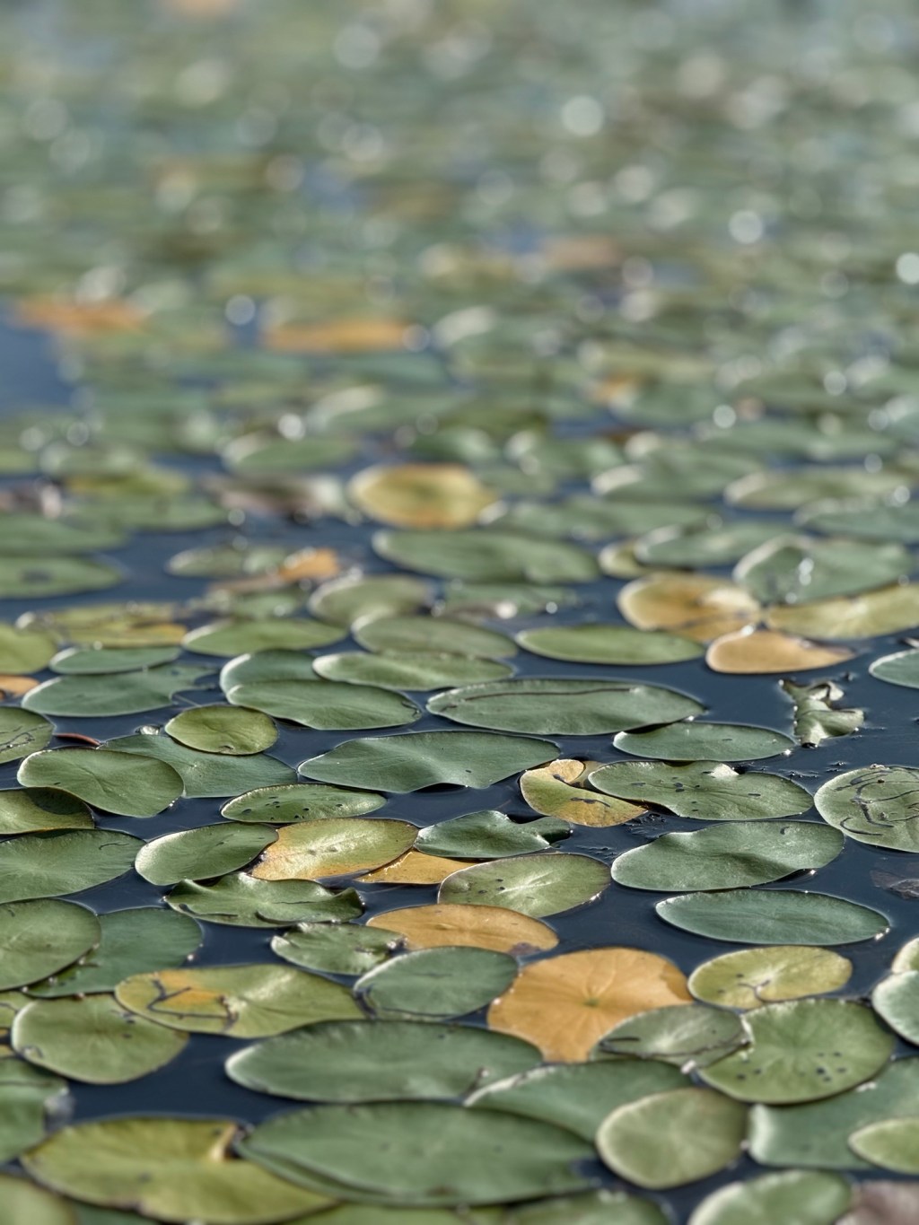Summer Greens on the&nbsp;Water