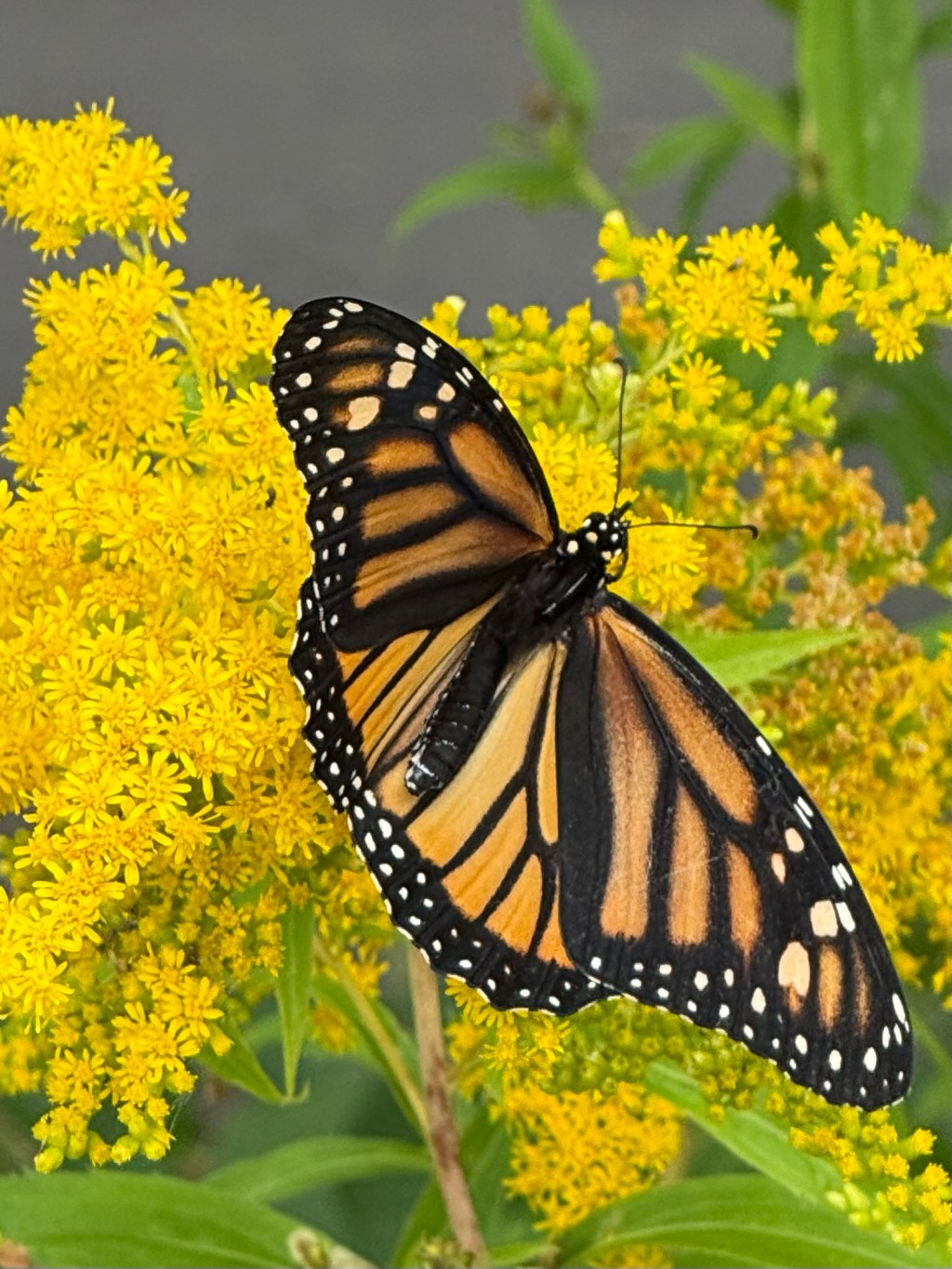 Monarch Paused on&nbsp;Yellow