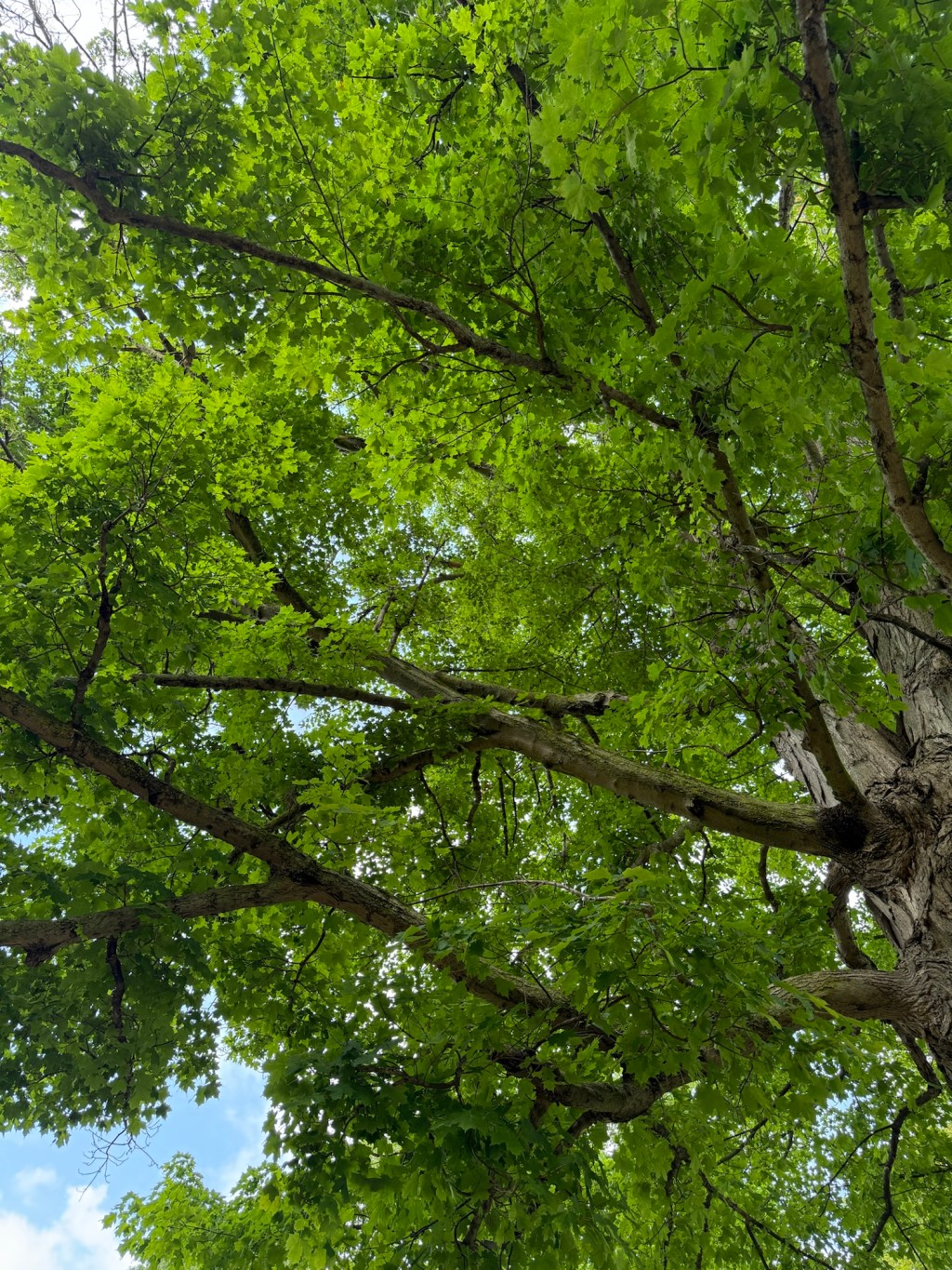 A Tale in the&nbsp;Trees