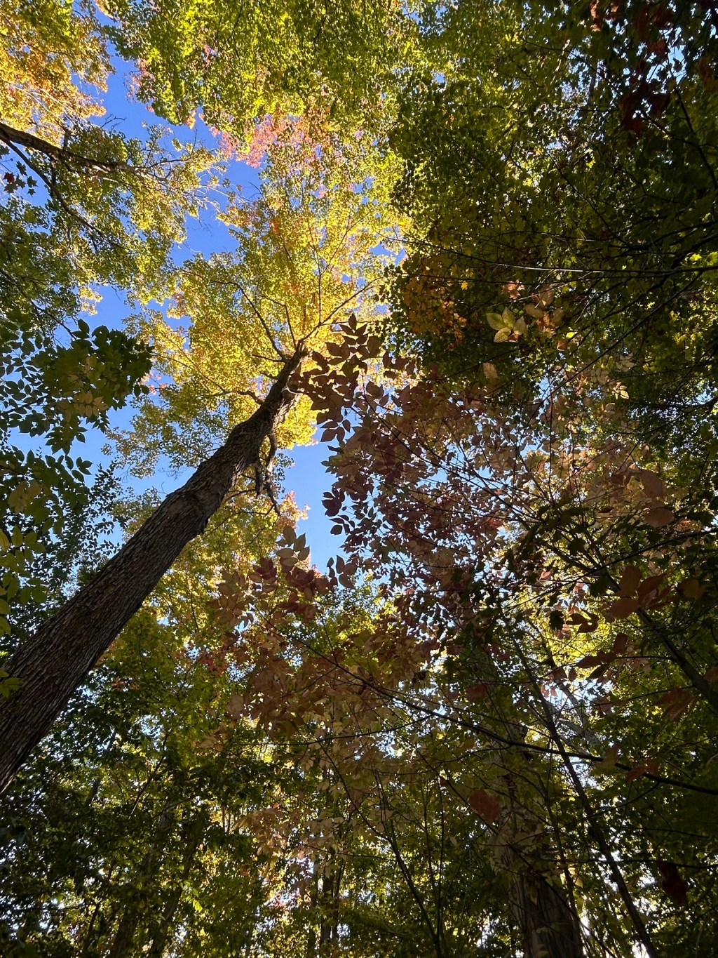 We Became the Roots They&nbsp;Needed