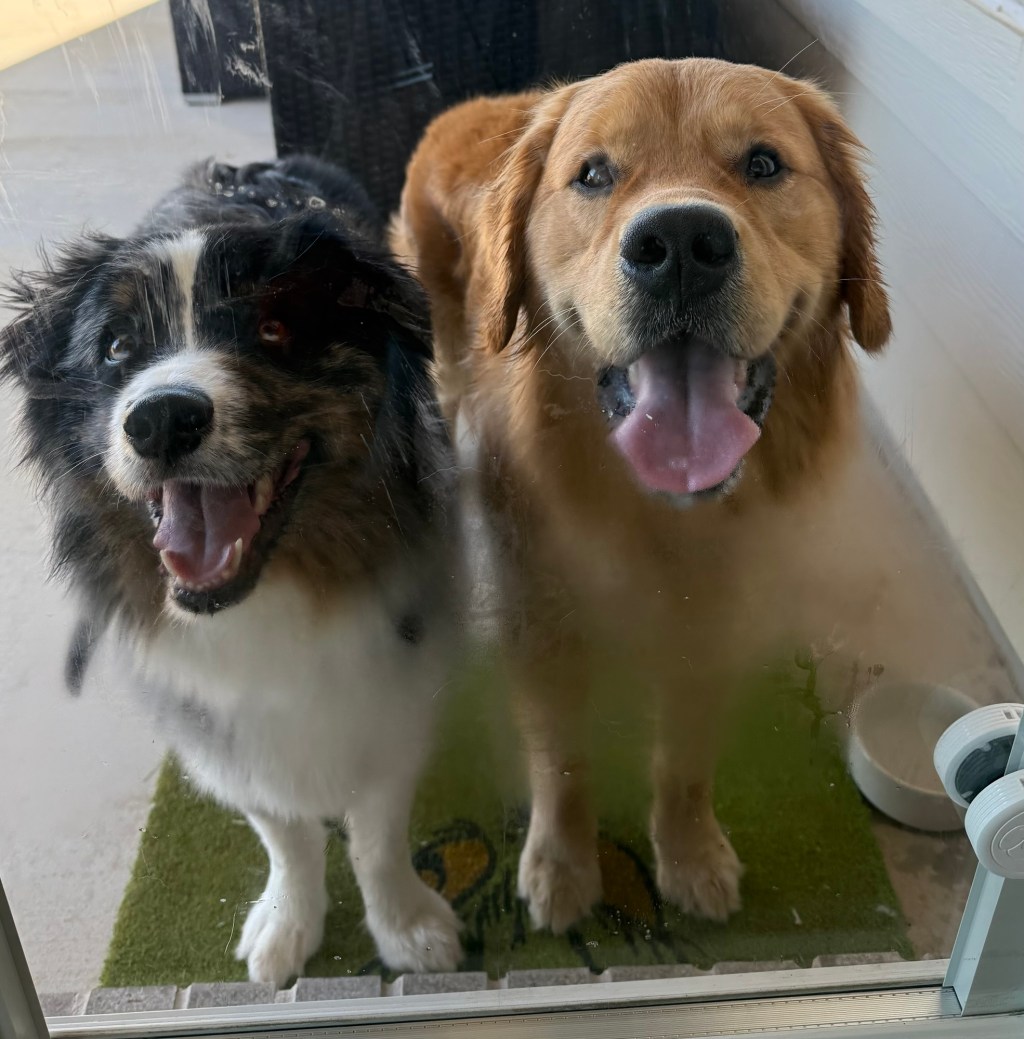 Tug of War, Chase,&nbsp;Repeat!