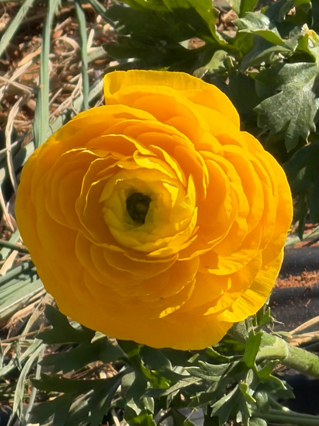 Ranunculus