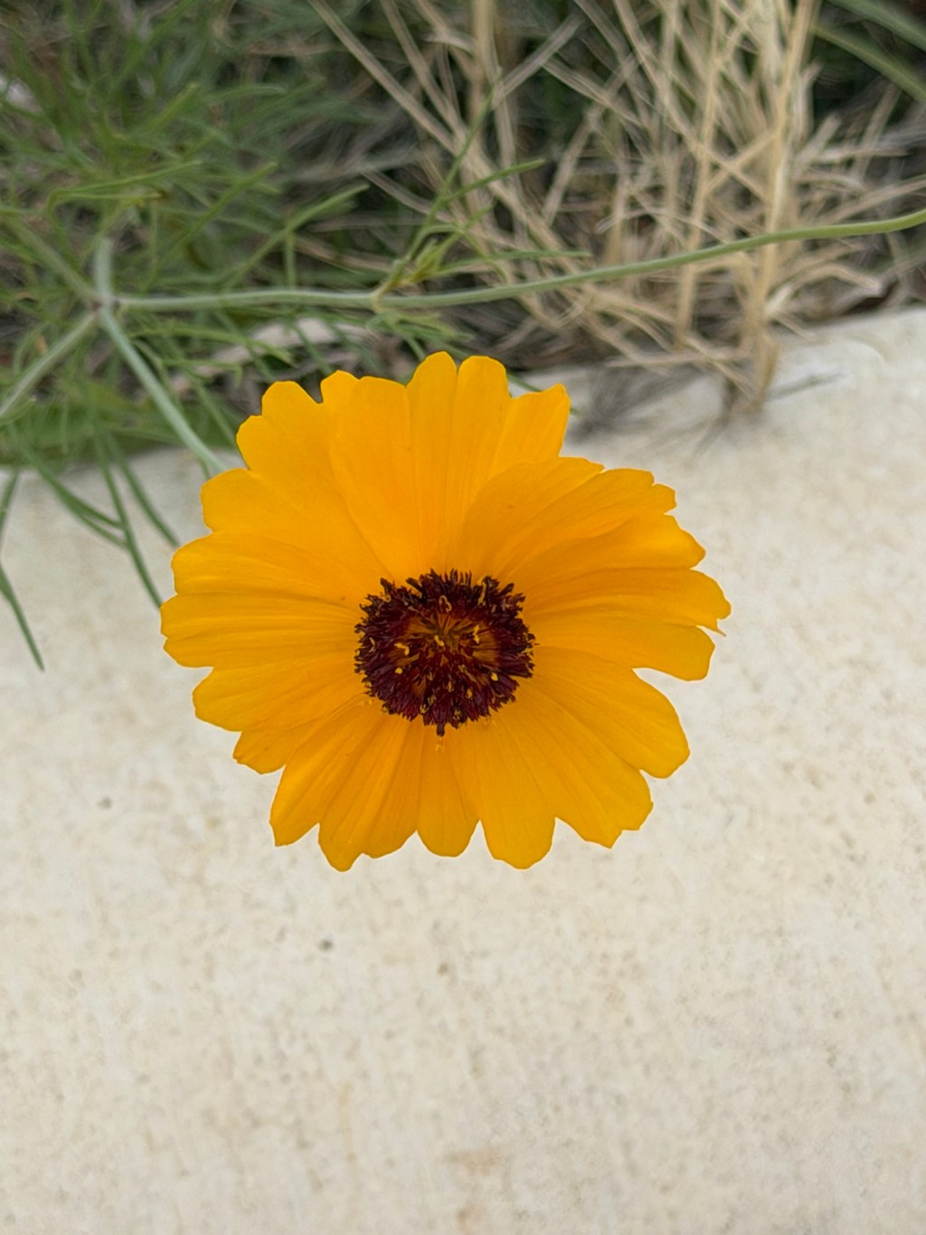 Blooms Along the Path