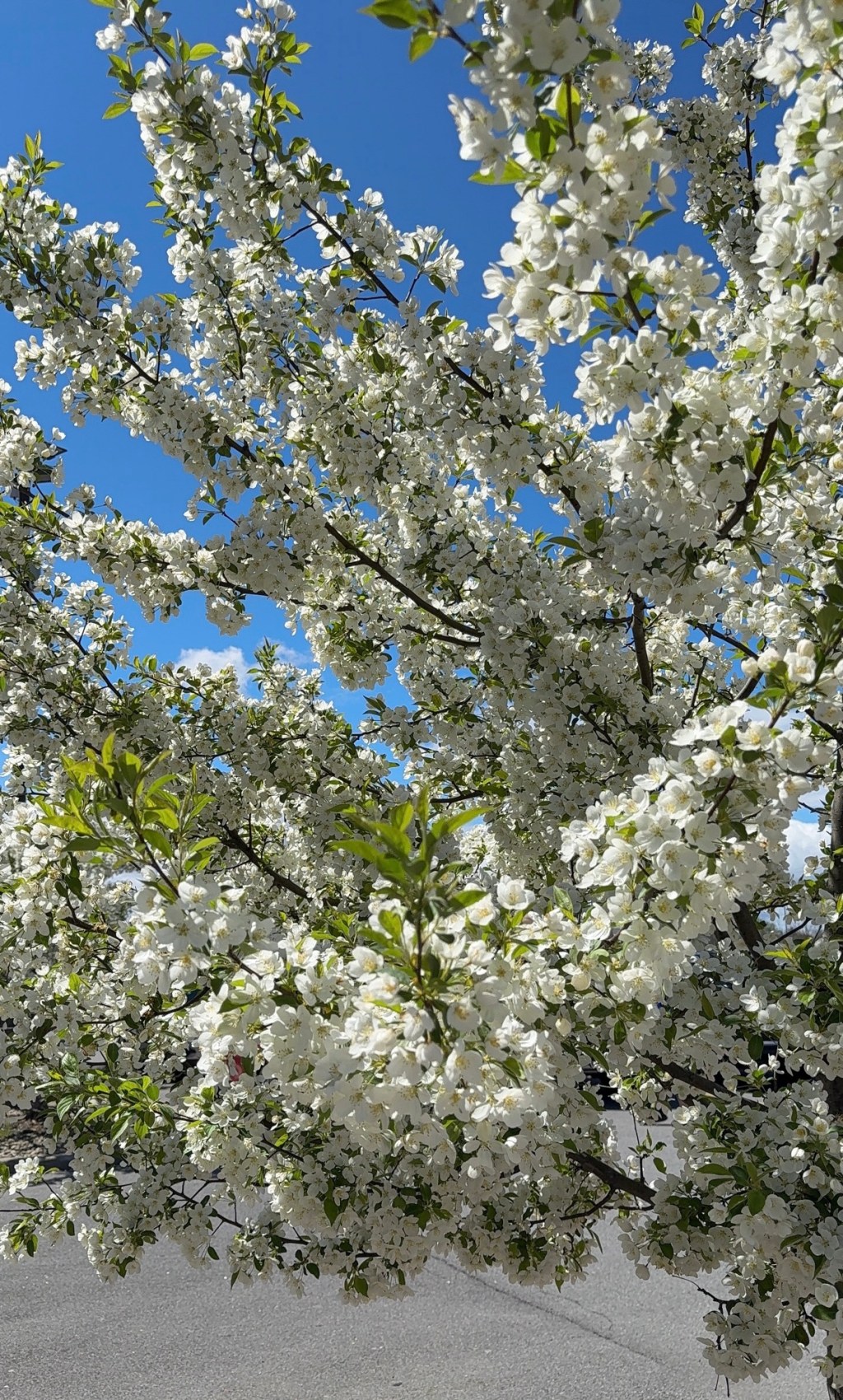 Wholeness Didn’t Require&nbsp;Sameness