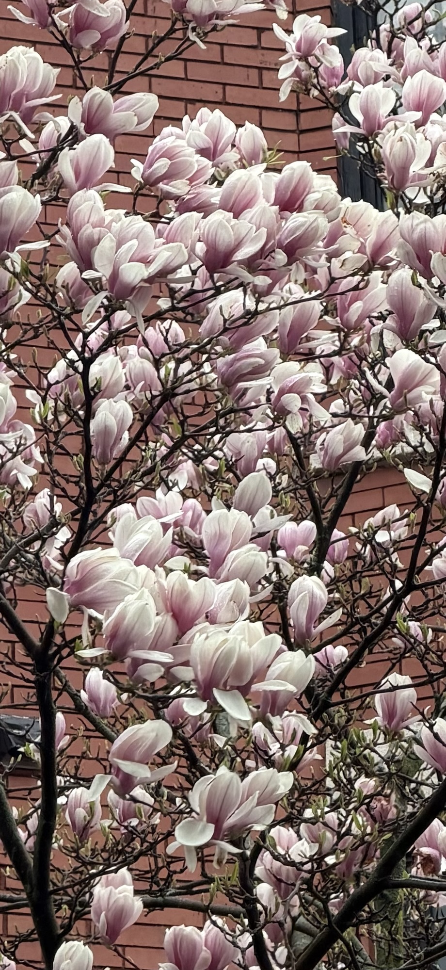 Spring Blooms