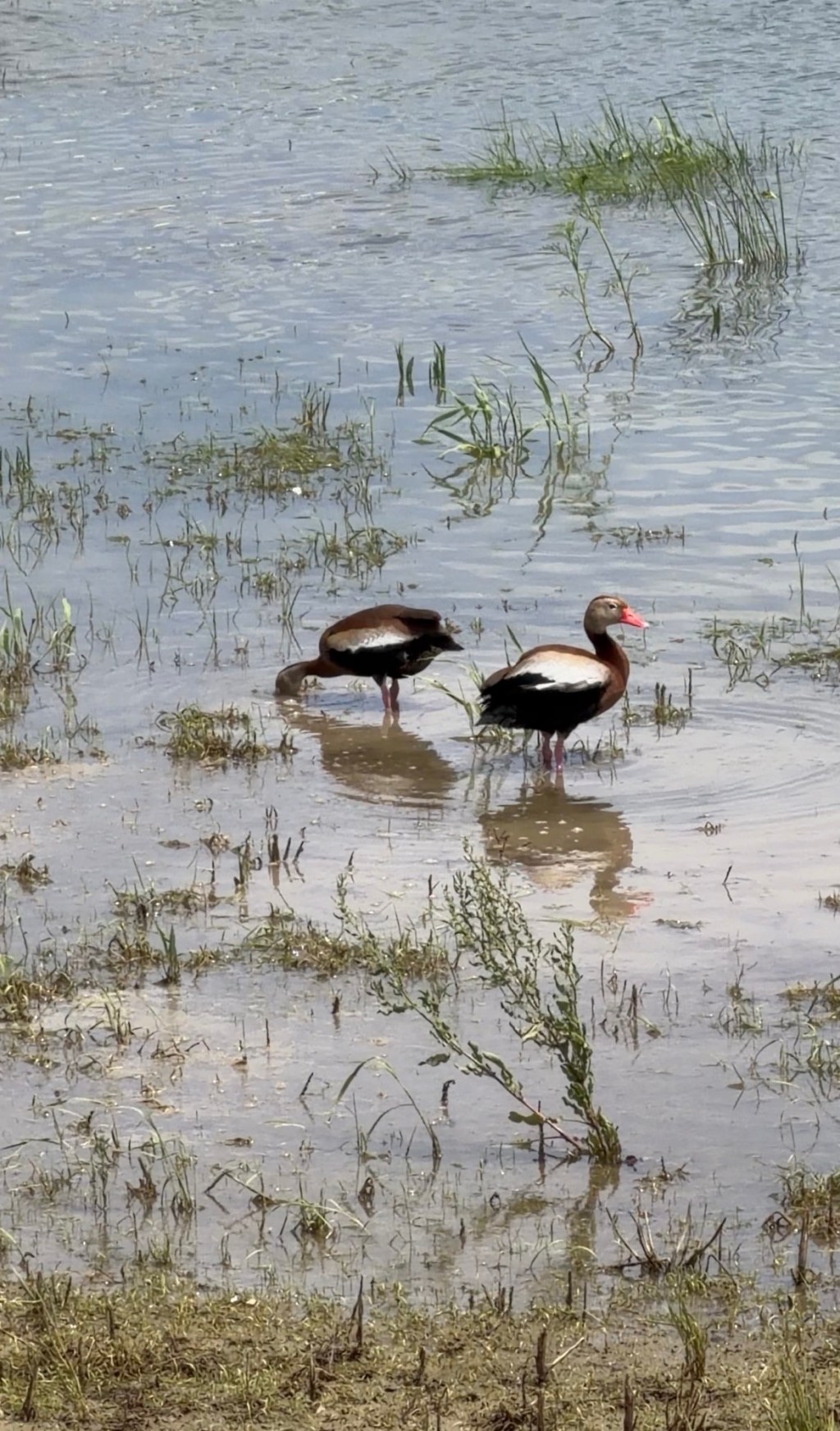 Ducks in a&nbsp;Pond