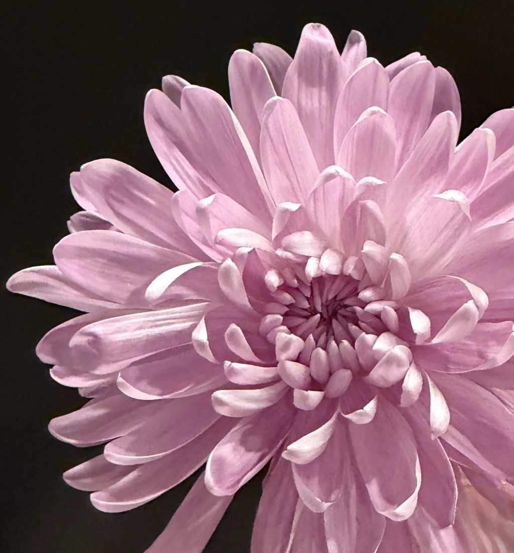 Pretty Petals