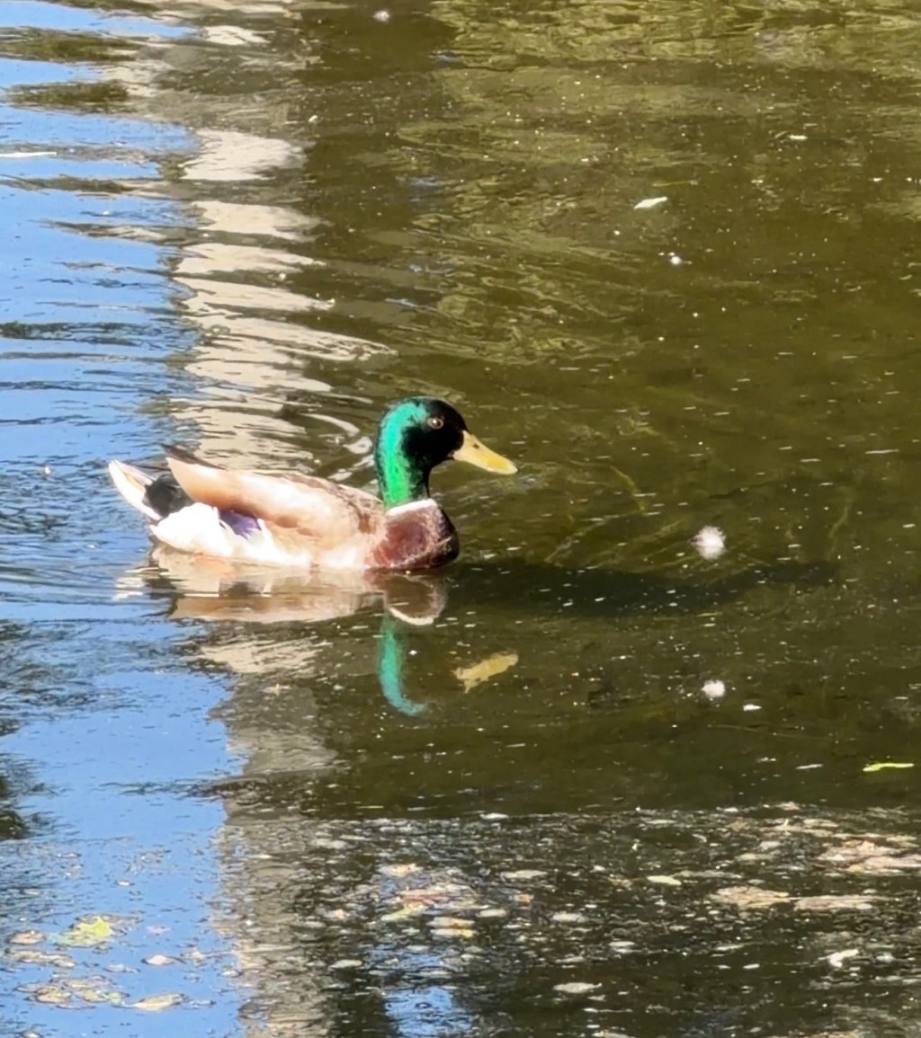 Watching the Ducks