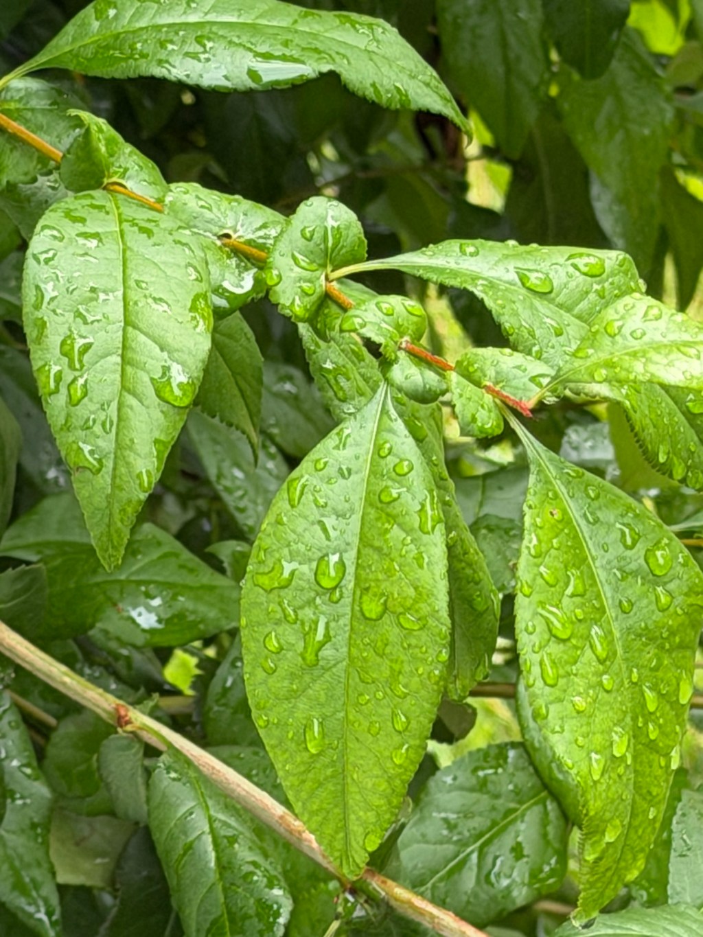 Seeing Green