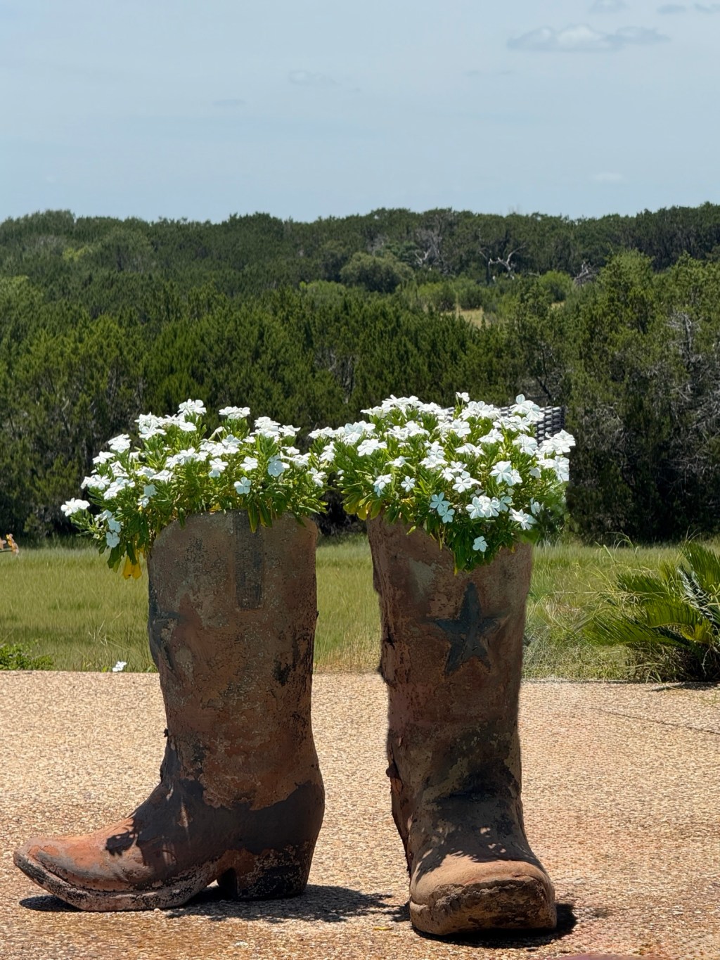 Texas Blooms
